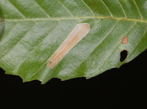 Phyllonorycter maestingella - photo 4
