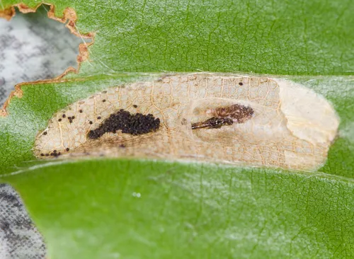 Phyllonorycter maestingella - photo 7