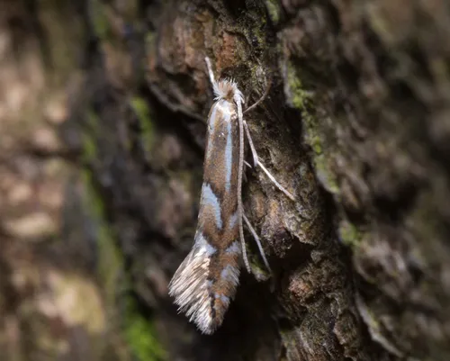 Phyllonorycter maestingella - photo 8