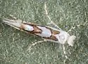 Phyllonorycter manzanita - Hodges#0768 - photo 3