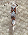 Phyllonorycter manzanita - Hodges#0768 - photo 4