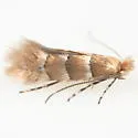 Phyllonorycter mariaeella - Hodges#0769 - photo 4