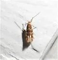 Phyllonorycter mariaeella - Hodges#0769 - photo 5