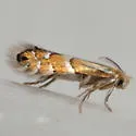 Phyllonorycter martiella - Hodges#0770