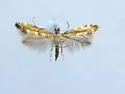 Phyllonorycter memorabilis - Hodges#0771 - Phyllonorycter memorabilis
