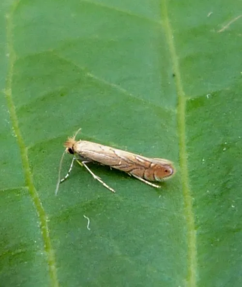 Phyllonorycter messaniella