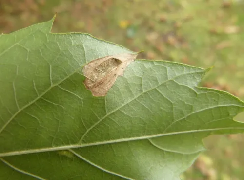 Phyllonorycter messaniella - photo 8
