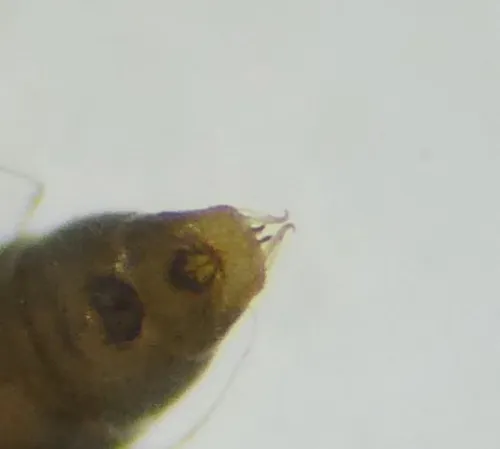 Phyllonorycter messaniella - photo 3