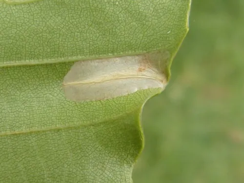 Phyllonorycter messaniella - photo 4