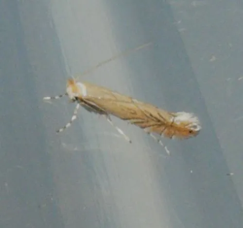 Phyllonorycter messaniella - photo 6
