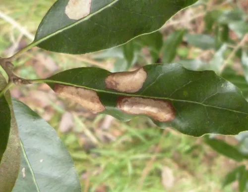 Phyllonorycter messaniella - photo 7