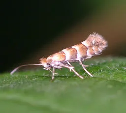 Phyllonorycter nicellii