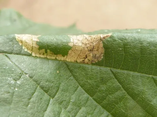 Phyllonorycter nicellii - photo 2