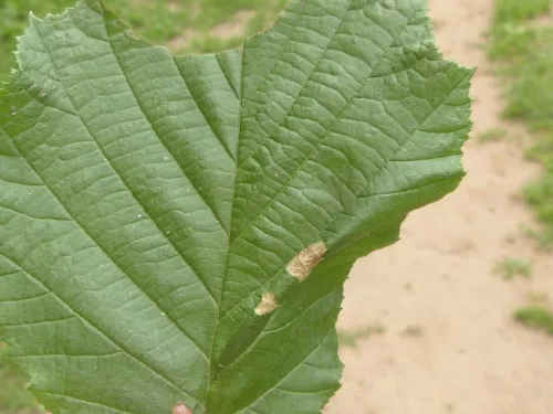 Phyllonorycter nicellii - photo 3