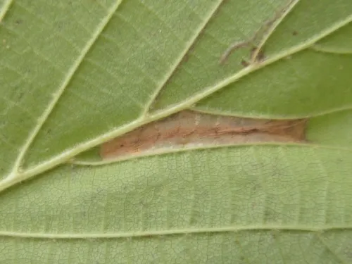Phyllonorycter nicellii - photo 4