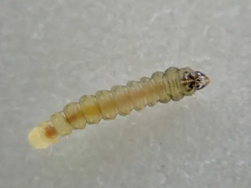 Phyllonorycter nicellii - photo 5