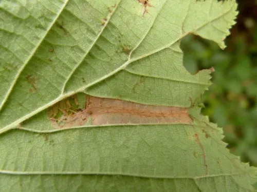 Phyllonorycter nicellii - photo 6
