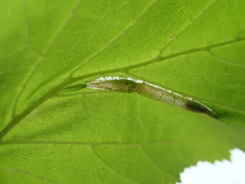 Phyllonorycter nicellii - photo 7