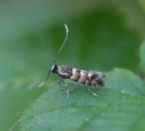 Phyllonorycter nicellii - photo 8