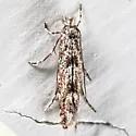 Balsam Poplar Leaf Blotch Miner Moth - Hodges#0774 - photo 2