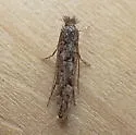 Balsam Poplar Leaf Blotch Miner Moth - Hodges#0774 - photo 3