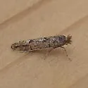 Balsam Poplar Leaf Blotch Miner Moth - Hodges#0774 - photo 4