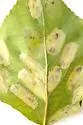 Balsam Poplar Leaf Blotch Miner Moth - Hodges#0774 - photo 5