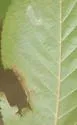 Phyllonorycter obscuricostella - Hodges#0775 - photo 5