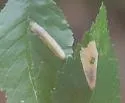 Phyllonorycter occitanica - Hodges#0777