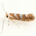 Phyllonorycter occitanica - Hodges#0777 - photo 2