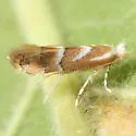 Phyllonorycter occitanica - Hodges#0777 - photo 3
