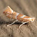 Phyllonorycter occitanica - Hodges#0777 - photo 4