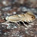 Phyllonorycter olivaeformis - Hodges#0778