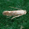 Phyllonorycter olivaeformis - Hodges#0778 - photo 2