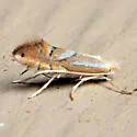 Phyllonorycter olivaeformis - Hodges#0778 - photo 4