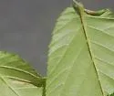 Phyllonorycter ostryaefoliella - Hodges#0781