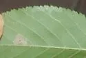 Phyllonorycter ostryaefoliella - Hodges#0781 - photo 4