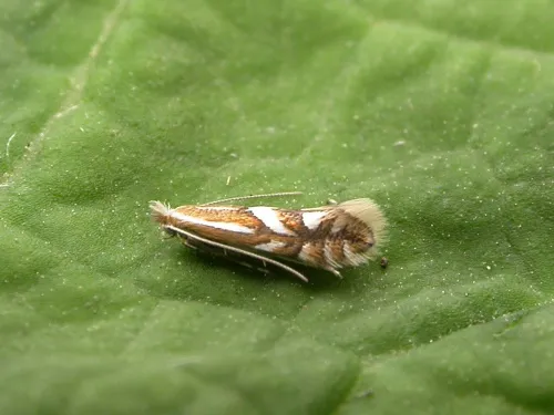 Phyllonorycter oxyacanthae - Phyllonorycter oxyacanthae
