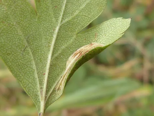 Phyllonorycter oxyacanthae - photo 2