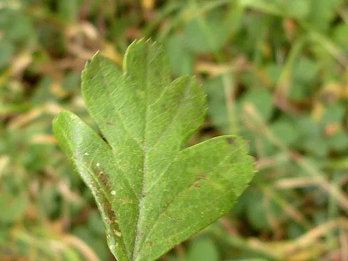 Phyllonorycter oxyacanthae - photo 3