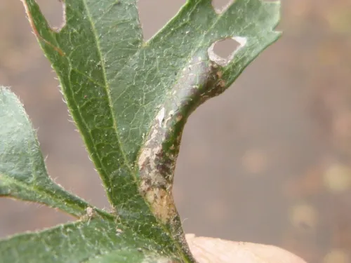 Phyllonorycter oxyacanthae - photo 4