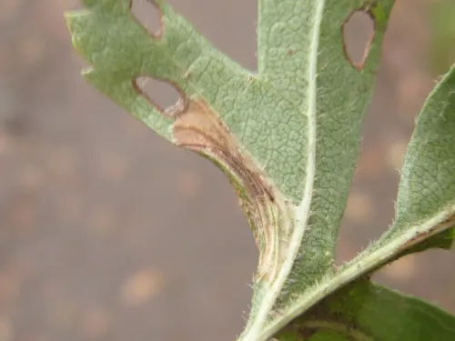 Phyllonorycter oxyacanthae - photo 5