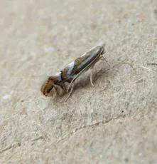 Phyllonorycter oxyacanthae - photo 6