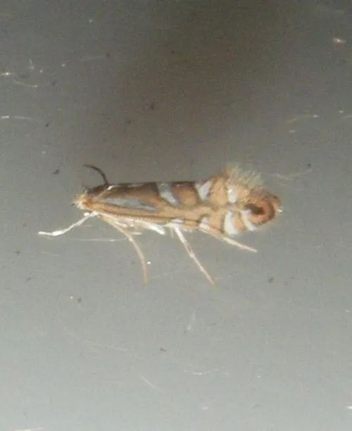 Phyllonorycter oxyacanthae - photo 7