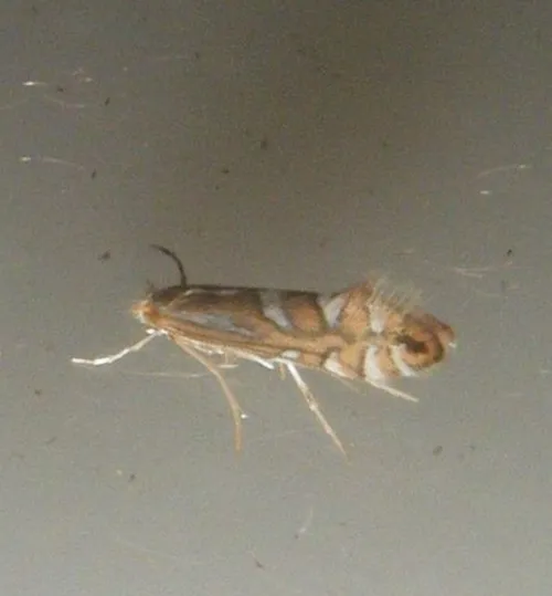 Phyllonorycter oxyacanthae - photo 8