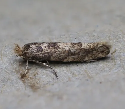 Phyllonorycter pastorella