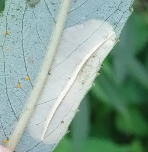 Phyllonorycter pastorella - photo 2