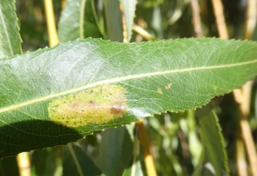 Phyllonorycter pastorella - photo 3