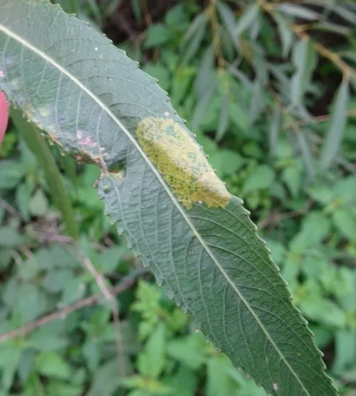 Phyllonorycter pastorella - photo 4
