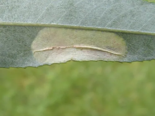 Phyllonorycter pastorella - photo 5